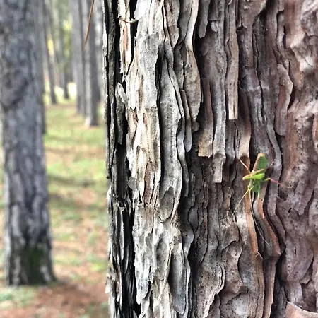 게스트하우스 Anastasia's Arcadia 비티나