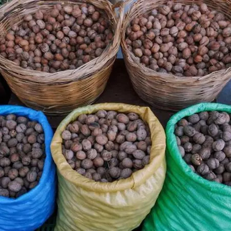 Anastasia's Arcadia 비티나