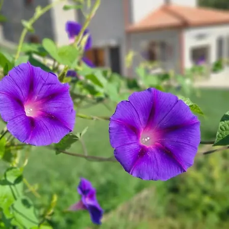 Anastasia's Arcadia 4*