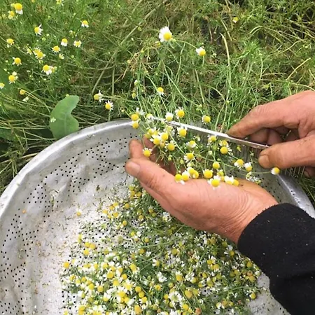 Anastasia's Arcadia 비티나