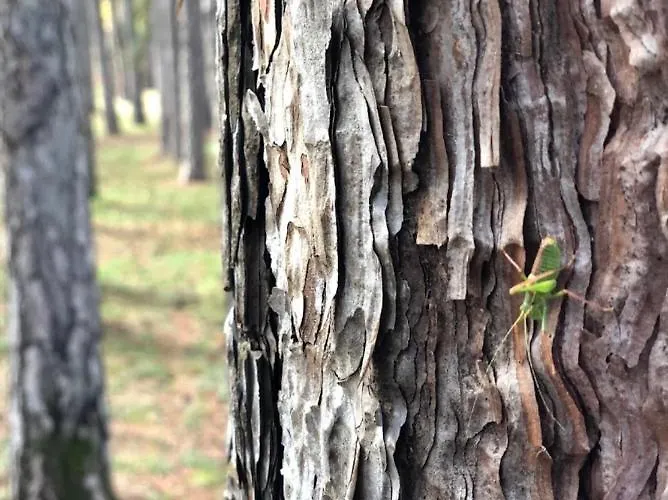 Konukevi Anastasia's Arcadia Vytina