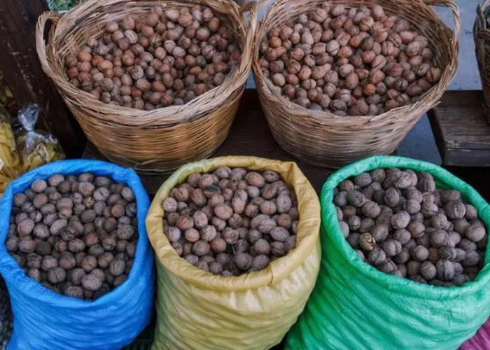 Anastasia's Arcadia Vitina