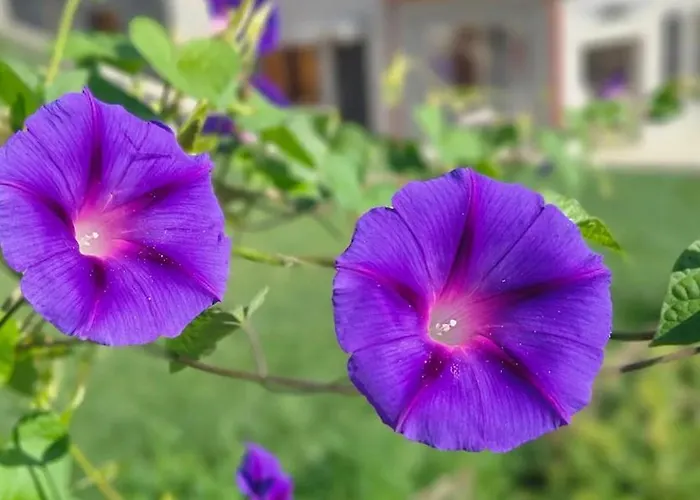 Anastasia's Arcadia 4*