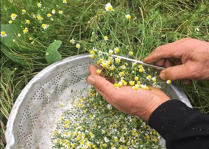 Anastasia's Arcadia Vytina